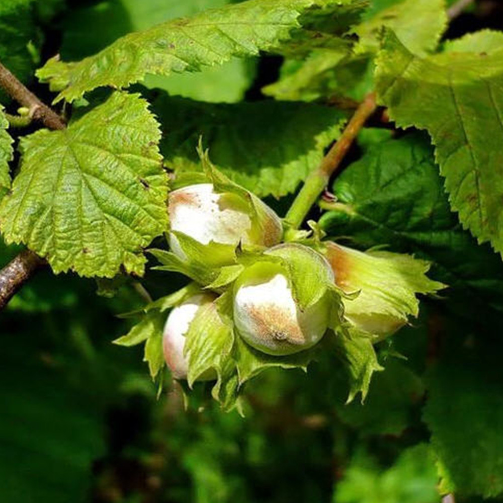 Саженцы лещины - 2-летний Черновцы - изображение 3