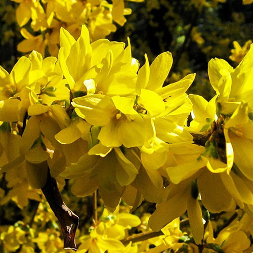 Cаджанці форзиції Звисаюча (черенкований) - 1-річний Чернівці - фото 1
