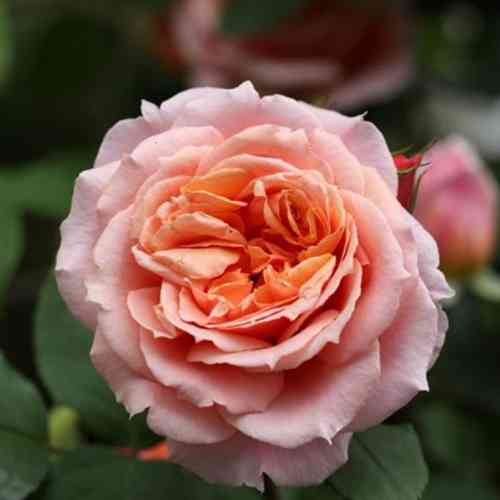 Саджанці троянд Френсіс Блейз (привитий) - 2-річний Чернівці