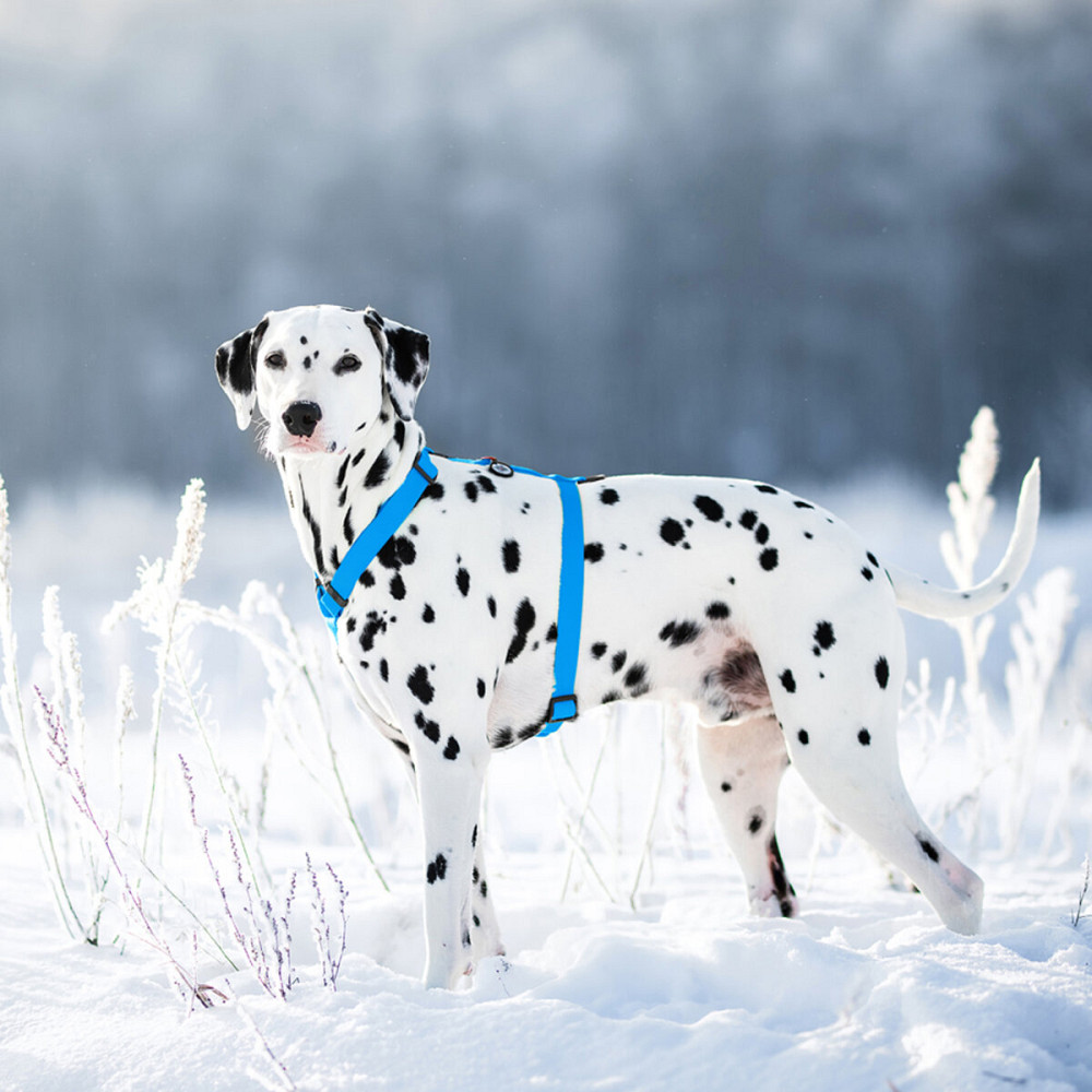 Шлей для собак водостойкий анатомический Н-образный WAUDOG Waterproof с QR-паспортом, пластиковая пряжка-фастекс, L, Ш 25 мм, А 50-85 см, В 60-100 см, Киев - изображение 2