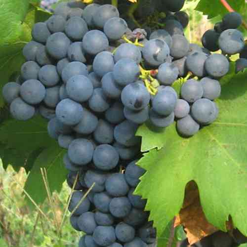 Саженцы винограда Рара Нягре (черенкованный) - 1-летний Черновцы