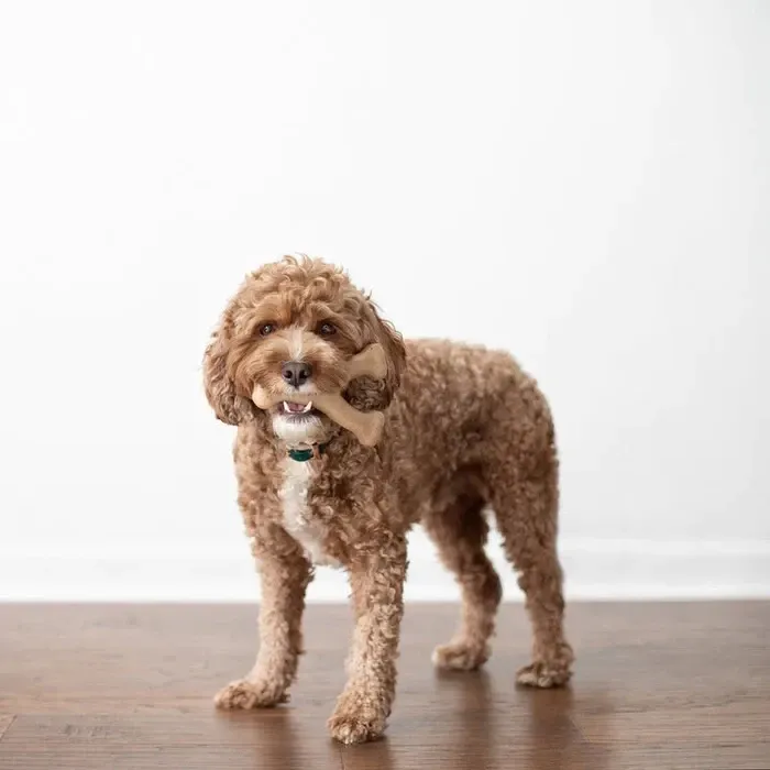 Жувальна іграшка для собак Бенебон Benebone Wishbone Chicken іграшка зі смаком курки для собак до 27 кг (розмір M) Вінниця - фото 3