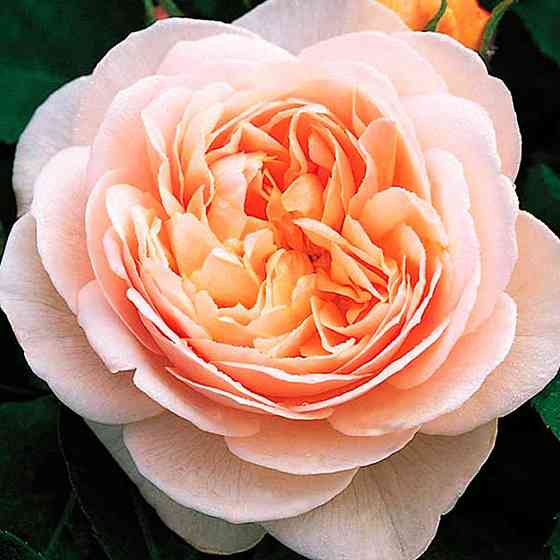 Саженцы английских пионовидных роз Джульет (привитый) Черновцы