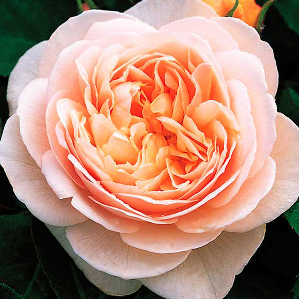 Саджанці англійських піоноподібних троянд Джульєт (привитий) Чернівці - фото 3