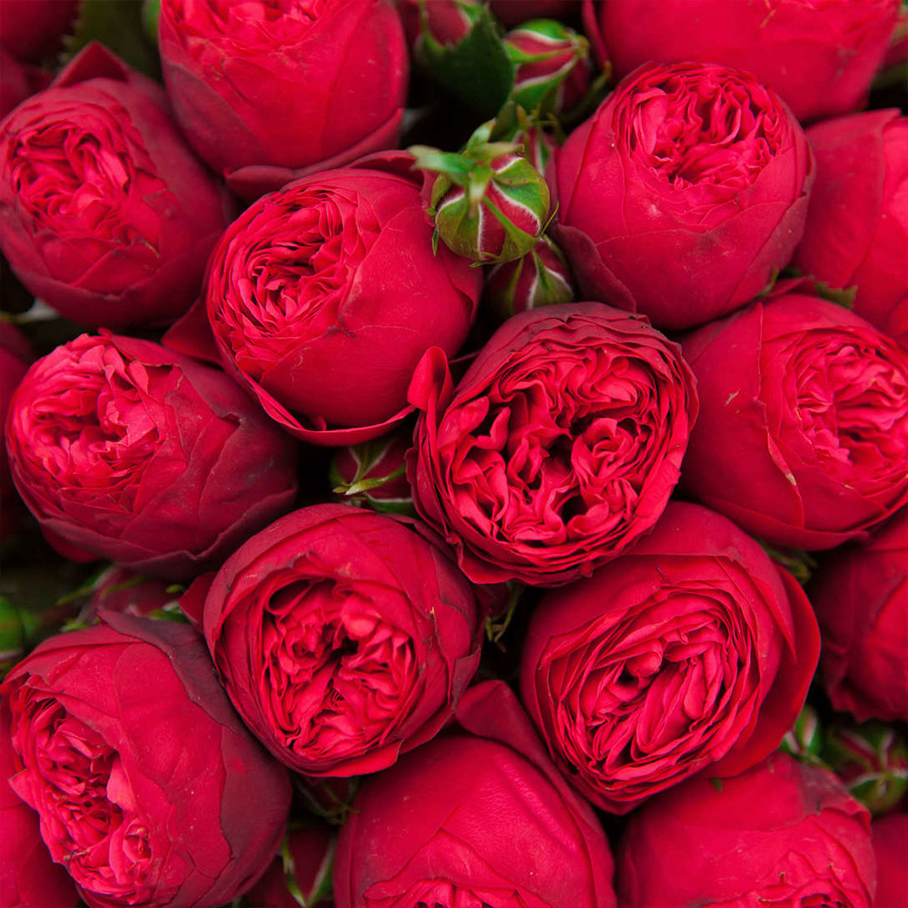 Саджанці англійських піоноподібних троянд Піано (привитий) Чернівці - фото 2