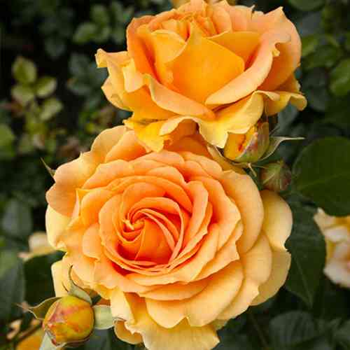 Саджанці троянд Голдельзе (привитий) - 2-річний Чернівці