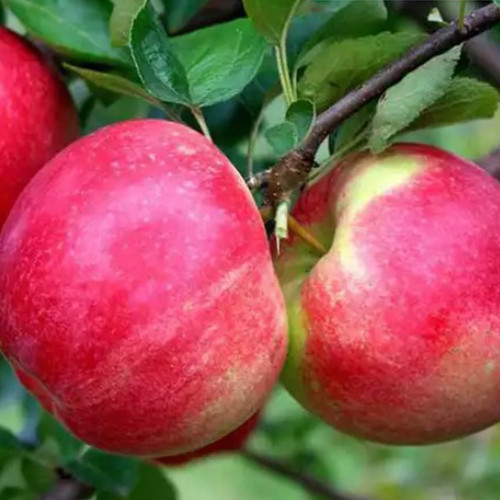 Саджанці яблуні Амулет (привитий) - 1-річний Чернівці - фото 1