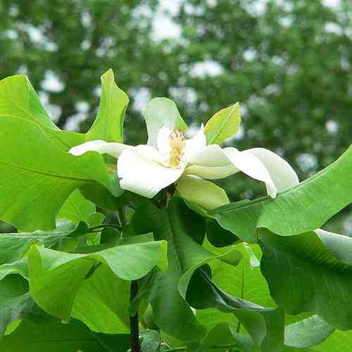Саженцы магнолии Эша (привитый) - 3-летний Черновцы
