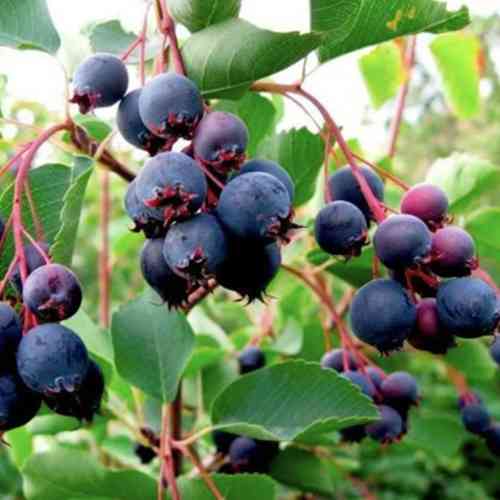 Саджанці ірги Ламарка - 2-річний Чернівці