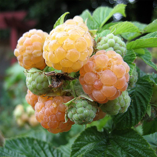 Саджанці малини Голден Еверест (черенкований) - 1-річний Чернівці - фото 1