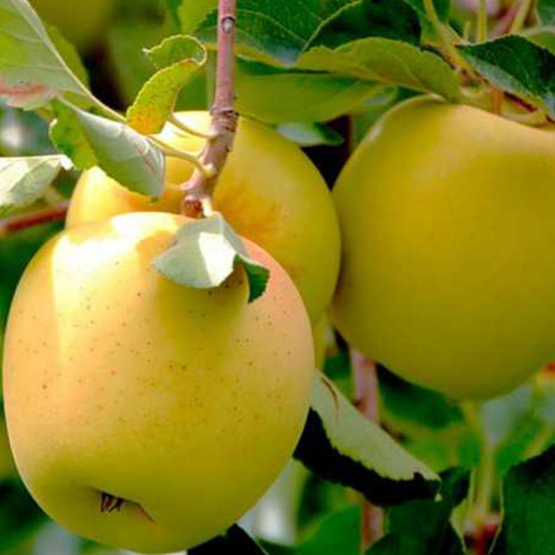 Саженцы яблони Хоней Голд (привитый) - 2-летний Черновцы - изображение 1
