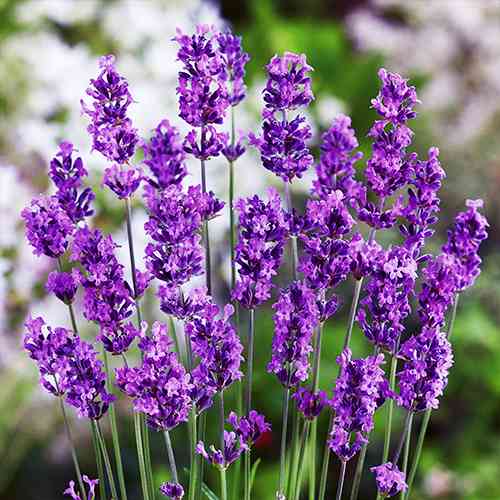 Саджанці лаванди Фіолетова (черенкований) - 2-річний Чернівці