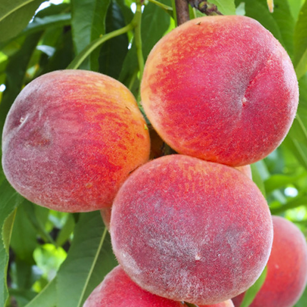 Саженцы персика Флемминг Фьюри PF 24 007 (привитый) - 1-летний Черновцы - изображение 3