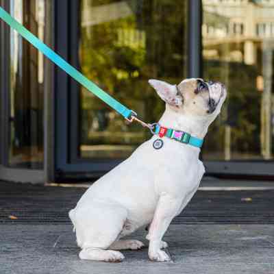 Повідок для собак WAUDOG Nylon Recycled L-XXL Ш 25 мм Д 122 cм блакитний (46602) Вінниця