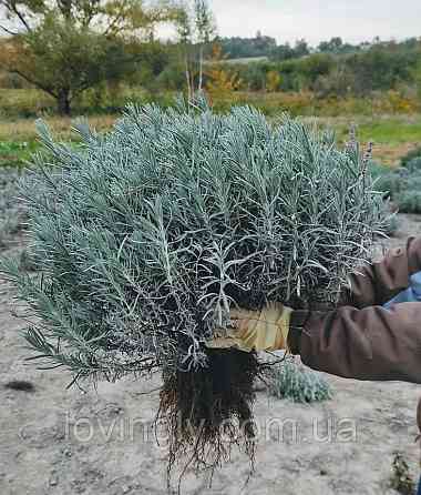 Курупномірні кущі лаванди 80 см в діаметрі для озеленення та ландшафтного дизайну. Ірпінь