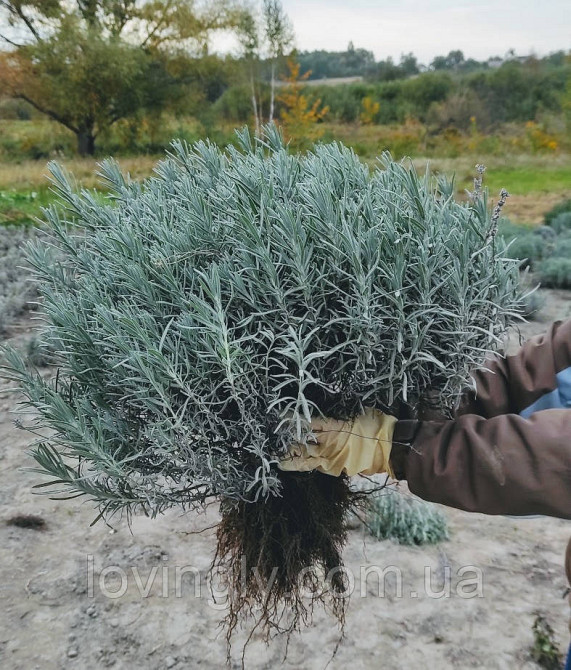 Курупномірні кущі лаванди 80 см в діаметрі для озеленення та ландшафтного дизайну. Ірпінь - фото 3