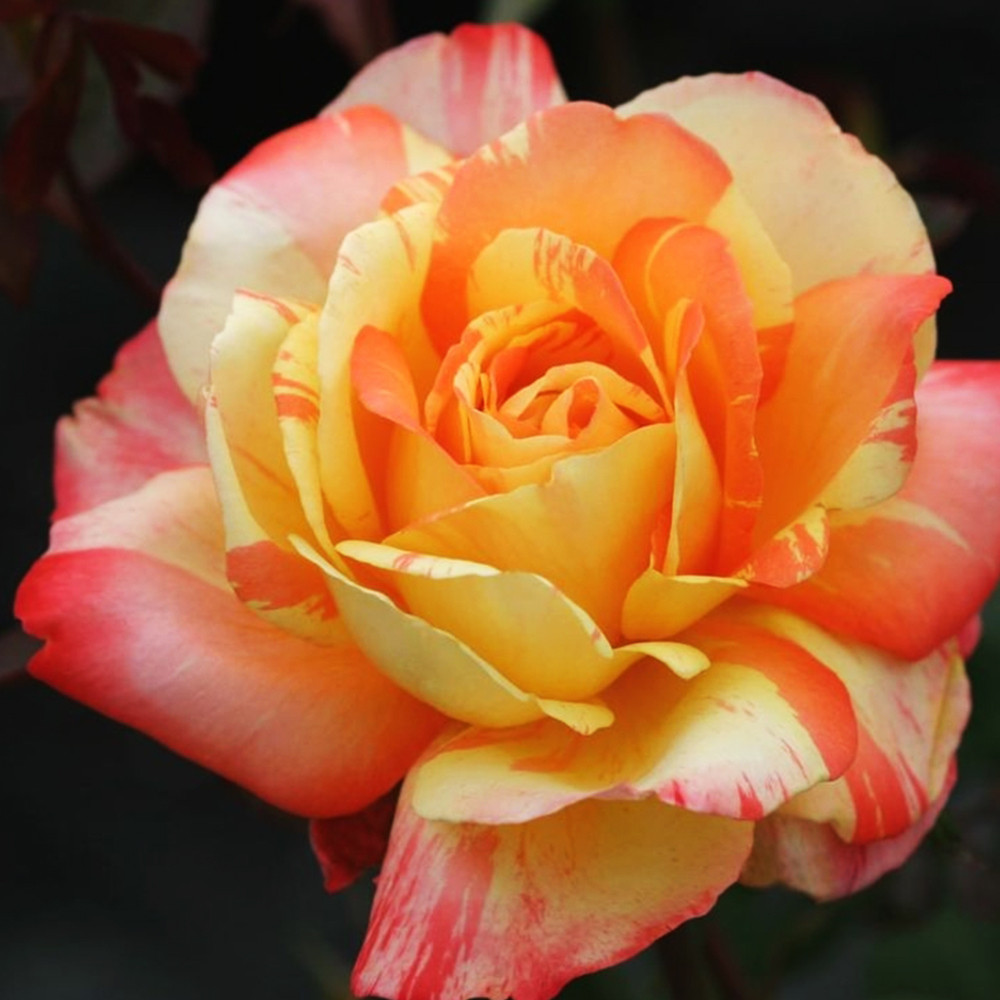 Саженцы чайно-гибридных роз Марвел (привитый) Черновцы - изображение 1