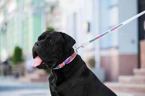 Нашийник для собак шкіряний WAUDOG Design з QR паспортом, малюнок "Літо", Ш 35 мм, Д 46-59 см, білий Вінниця