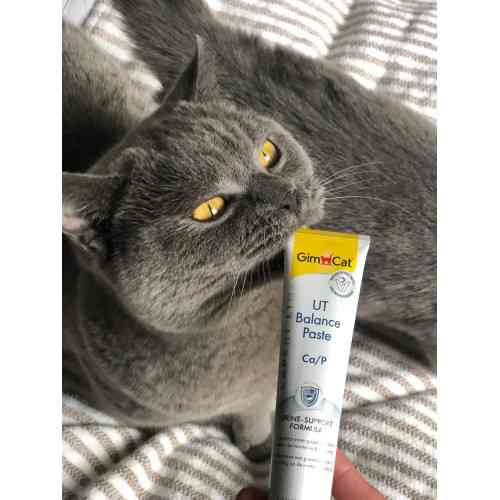 Витамины GimCat Expert Line UT Balance для кошек паста для почек и мочевыводящих путей 50 г Киев