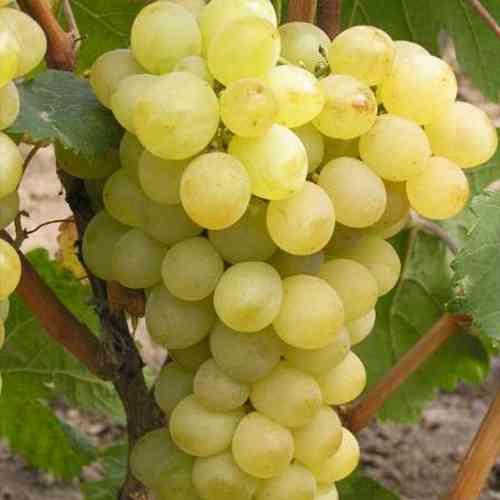 Cаджанці винограду Русбол (черенкований) - 2-річний Чернівці