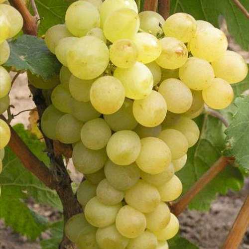 Саженцы винограда Русбол (черенкованный) - 2-летний Черновцы - изображение 1