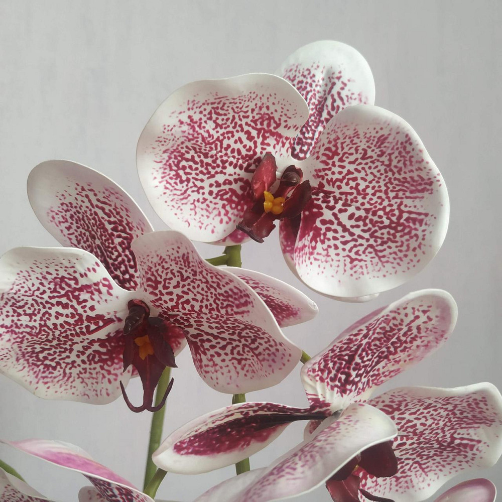 Штучна латексна орхідея VIP у пудровому керамічному кашпо на дві гілки бордовий градієнт Дніпро - фото 2