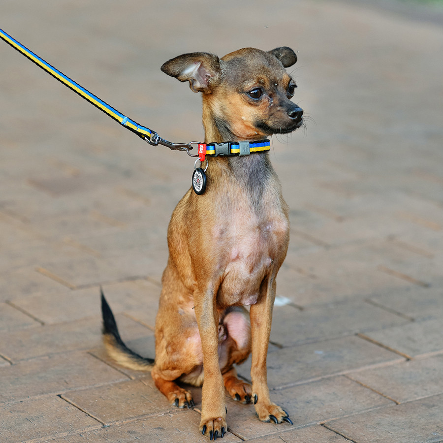 Нашийник для собак нейлоновий WAUDOG Nylon з QR паспортом, малюнок "Colors of freedom", пластик Коломыя - изображение 6