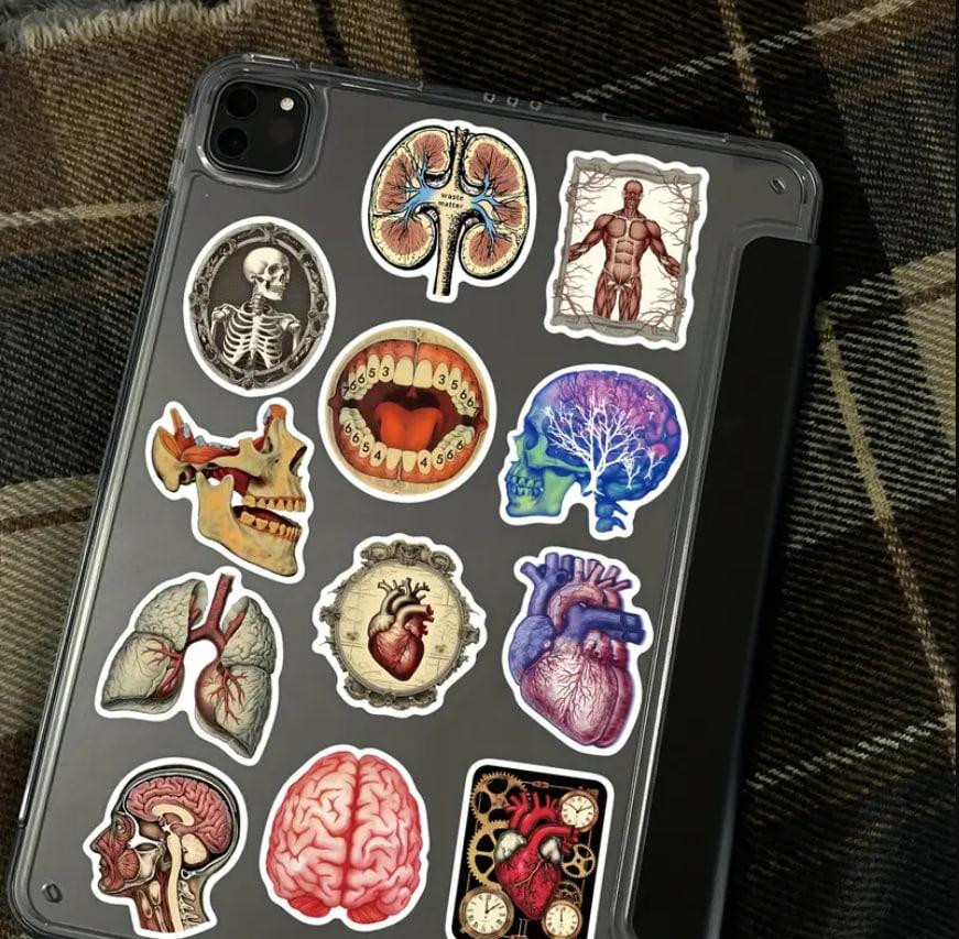 Анатомические наклейки 