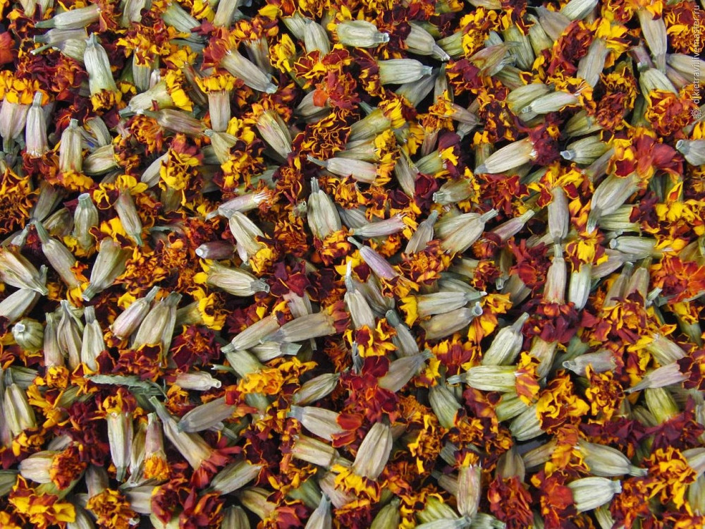 Квiтки чорнобривцiв (Цветки бархатцев) 100 г master sem Київ - фото 1