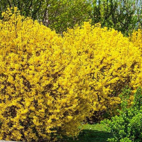 Cаджанці форзиції Лінвуд Плакуча (черенкований) - 1-річний Чернівці - фото 1