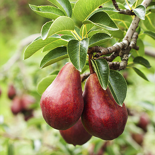 Саженцы груши Ред Сенсейшн (привитый) - 1-летний Черновцы - изображение 1
