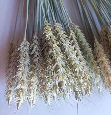 Колоски безостої пшениці 9-11 см Днепр