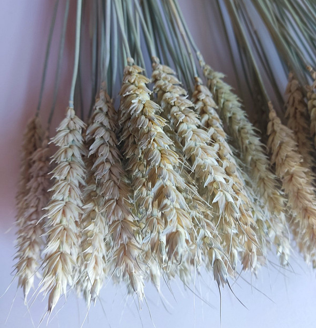 Колоски безостої пшениці 9-11 см Днепр - изображение 2