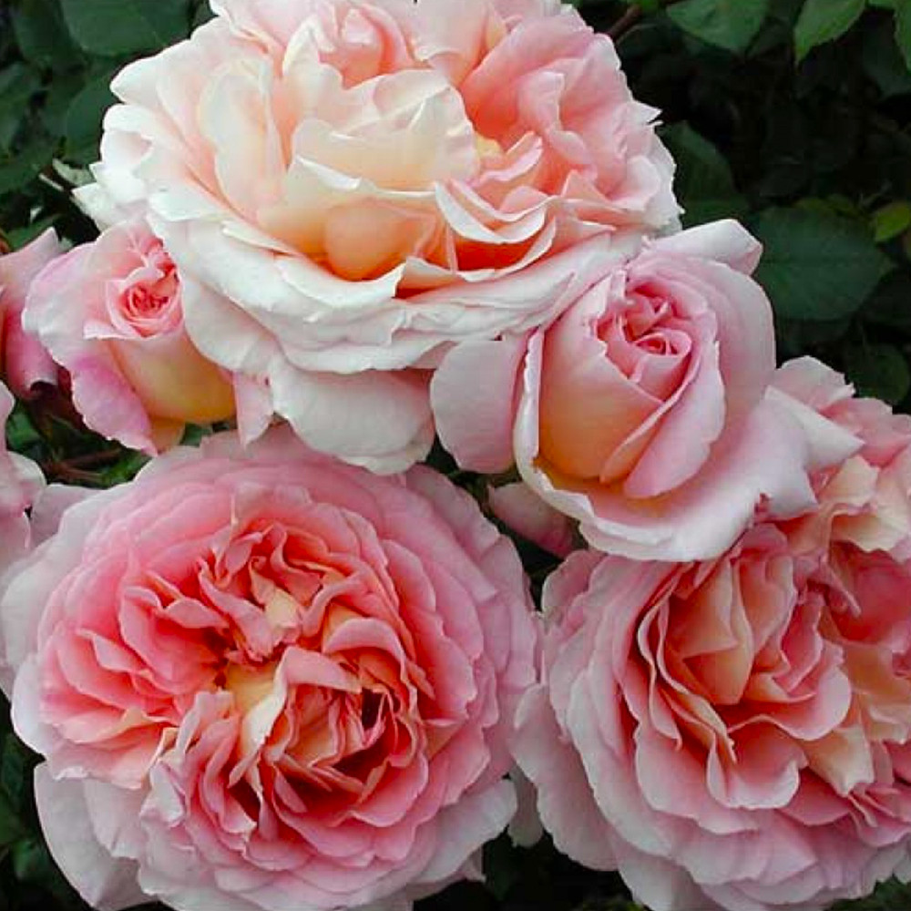 Саджанці англійських піоноподібних троянд Абрахам Дербі (привитий) Чернівці - фото 2