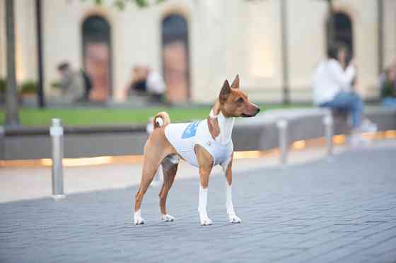 Майка для собак WAUDOG Clothes малюнок "Сміливість", S35, B 48-54 см, С 28-33 см Коломыя