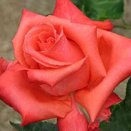 Саженцы роз Аве Мария (привитый) - 2-летний Черновцы