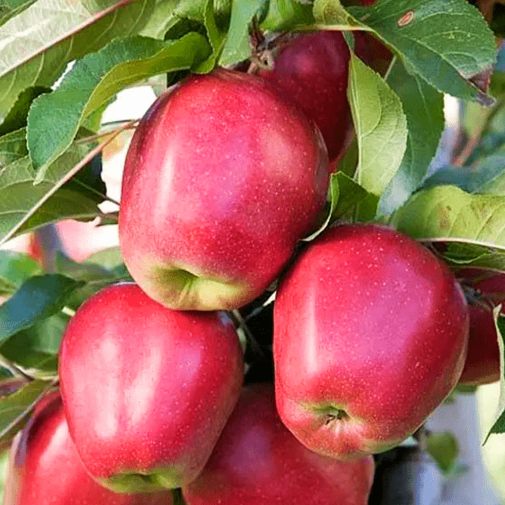 Саджанці яблуні Глостер (привитий) - 1-річний Чернівці - фото 2