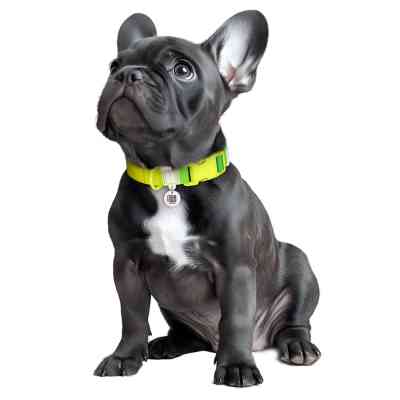 Ошейник для животных WAUDOG Nylon Recycled с QR паспортом, градиент, XL салатовый (47035) Винница