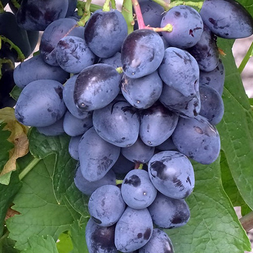 Саженцы винограда Ромбик (черенкованный) - 2-летний Черновцы - изображение 1