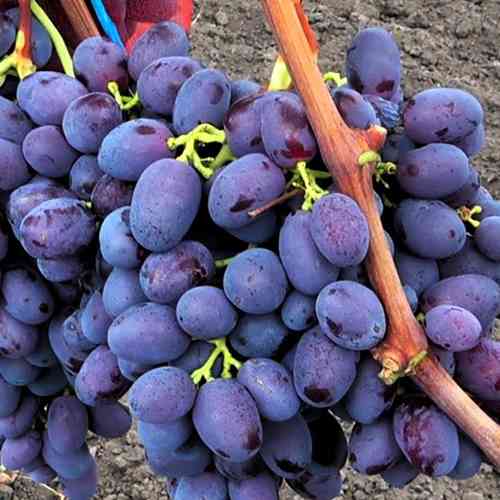 Cаджанці винограду Туз Бордо (черенкований) - 1-річний Чернівці