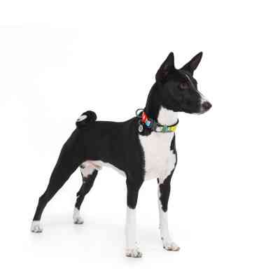 Ошейник для животных WAUDOG Nylon c QR паспортом "Рик и Морти 1" металлическая пряжка-фастекс XXL (4535-0280) Винница