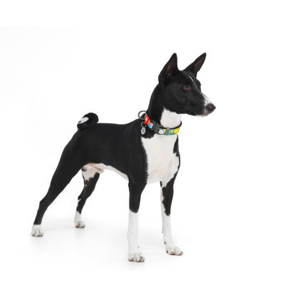 Ошейник для животных WAUDOG Nylon c QR паспортом "Рик и Морти 1" металлическая пряжка-фастекс XXL (4535-0280) Винница - изображение 3