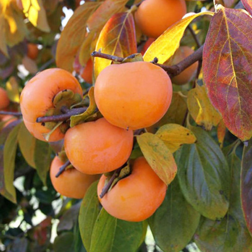 Саджанці хурми Тіпо - 2-річний Чернівці - фото 1