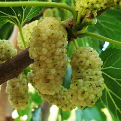 Саджанці декоративної шовковиці Біла Глобозум (привитий) - 2-річний Чернівці