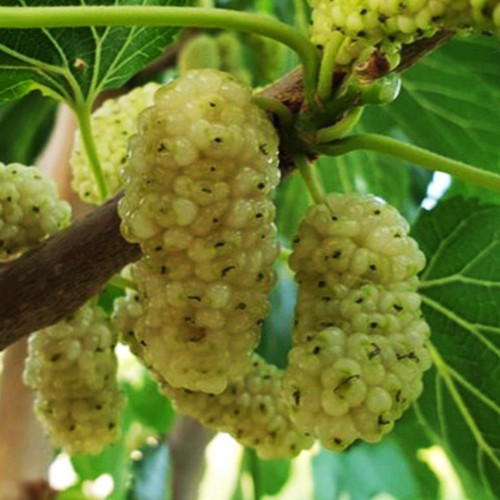 Саженцы декоративной шелковицы Белая Глобозум (привитый) - 2-летний Черновцы - изображение 1