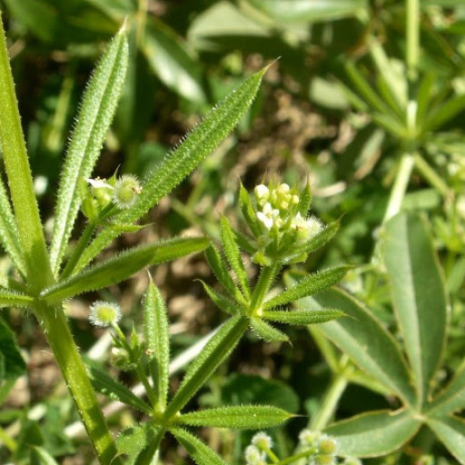 Підмареник ціпкий (Подмаренник цепкий) 100г master sem Киев - изображение 1