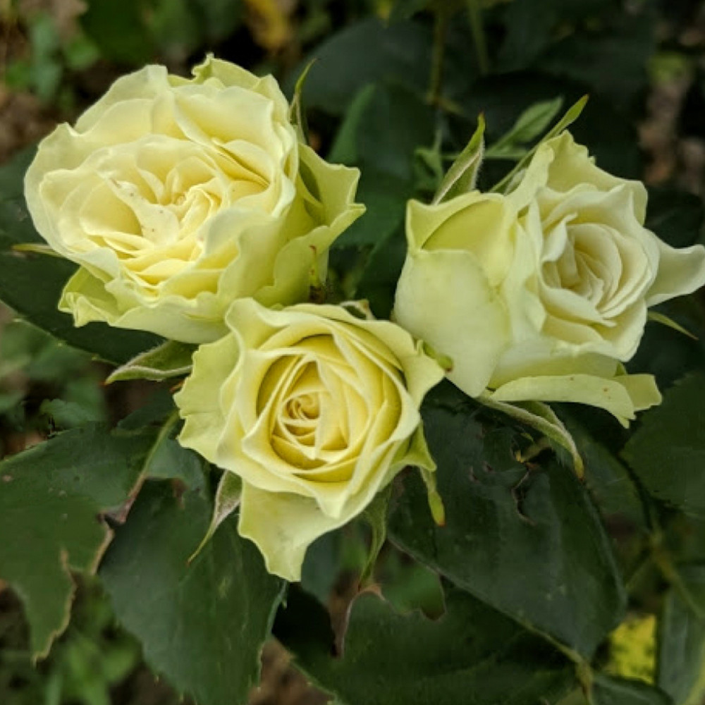 Саджанці бордюрних троянд Лувіана (привитий) Чернівці - фото 2