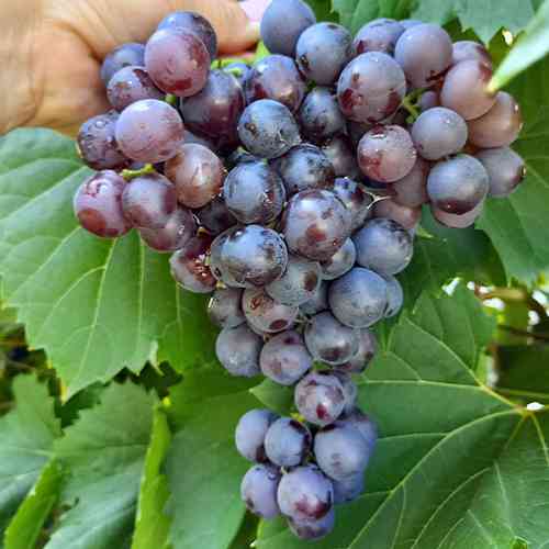 Cаджанці винограду Мускат Гамбурзький (черенкований) - 1-річний Чернівці