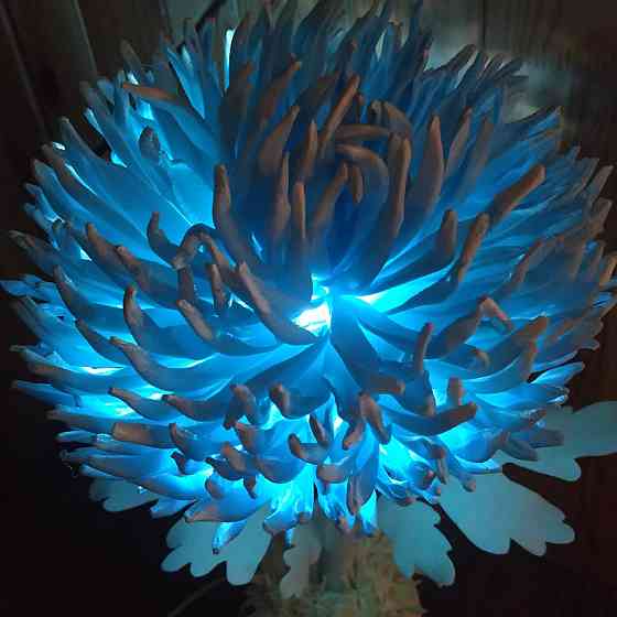 Світильник-нічник "Астра Снігова королева" Дніпро