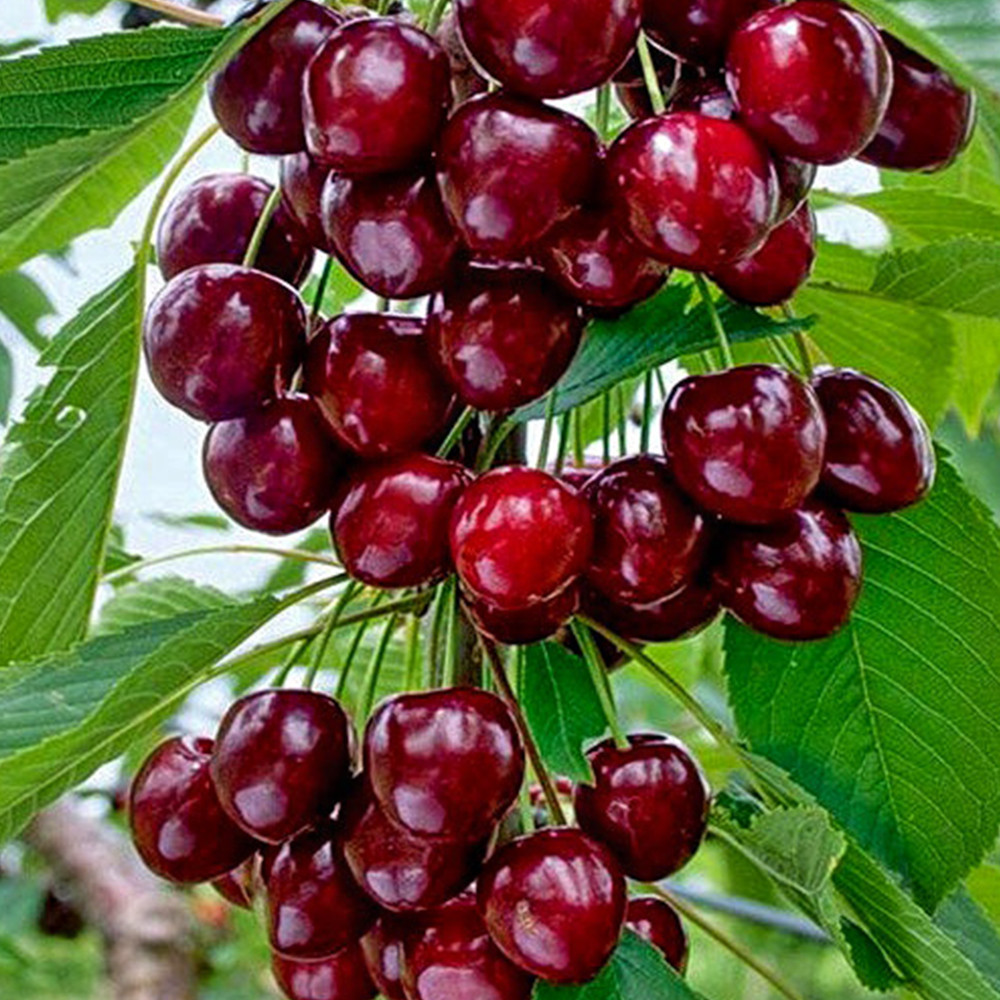 Саджанці колоновидної черешні Хелена (привита) Чернівці - фото 1